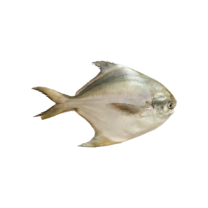 Silver Pomfret ( Paplet ) - Whole