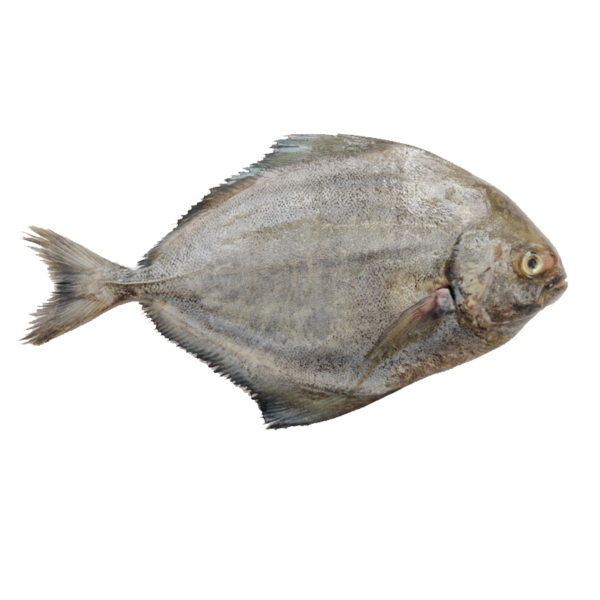 Halwa ( Black Pomfret ) - Whole