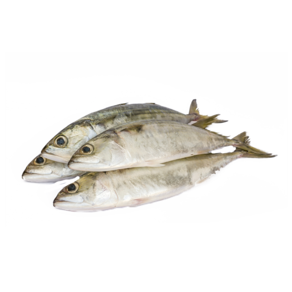 Indian Mackeral ( Bangda ) - Whole