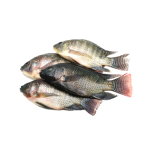 Tilapia - Whole