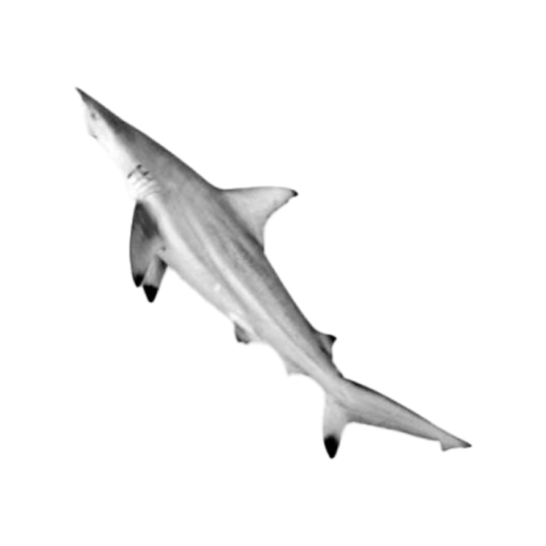 Baby Shark ( Mushi )