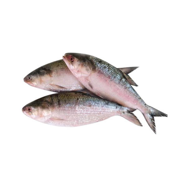 Hilsa
